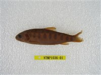 藏品(臺灣鉤吻鮭)的圖片